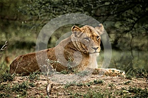 Lioness