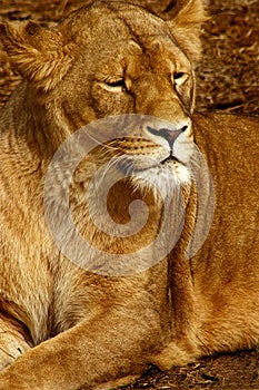 Lioness