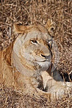 Lioness
