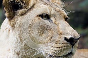 Lioness