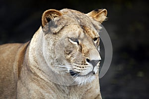 Lioness