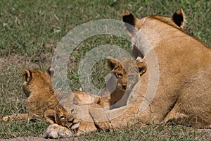 Lioness and 3 cubs - Panthera leo