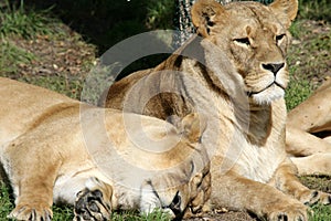 Lioness