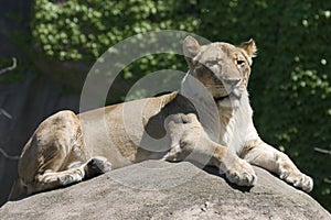 Lioness