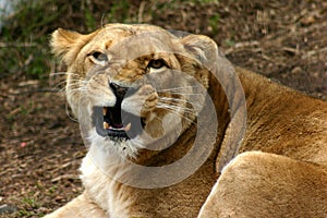 Lioness