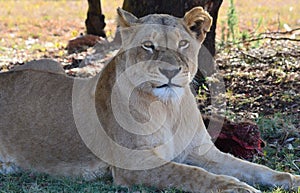 Lioness