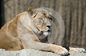 Lioness