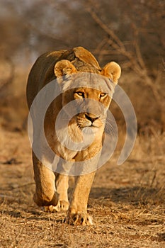 Lioness