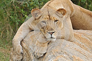 Lioness