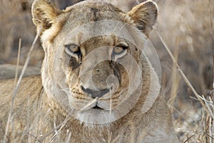 Lioness photo