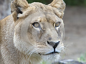 Lioness photo