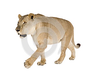 Lioness (8 years) - Panthera leo