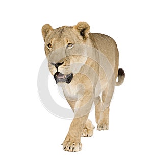 Lioness (8 years) - Panthera leo