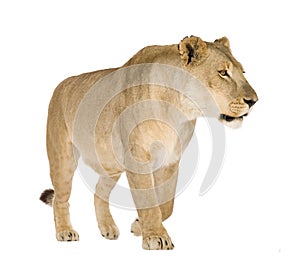 Lioness (8 years) - Panthera leo