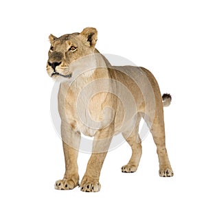 Lioness (8 years) - Panthera leo