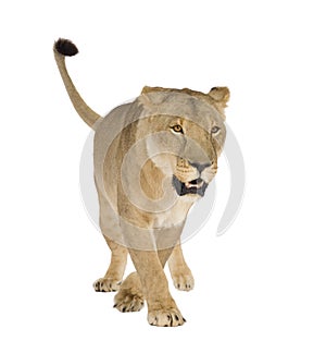 Lioness (8 years) - Panthera leo