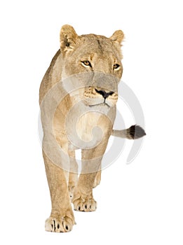 Lioness (8 years) - Panthera leo