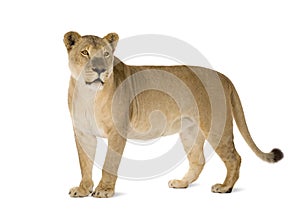 Lioness (8 years) - Panthera leo