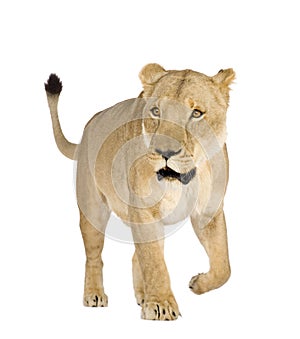 Lioness (8 years) - Panthera leo