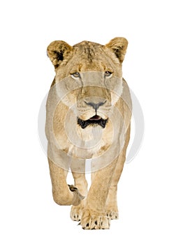 Lioness (8 years) - Panthera leo