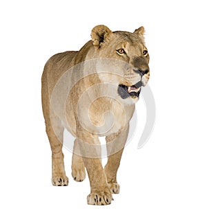 Lioness (8 years) - Panthera leo