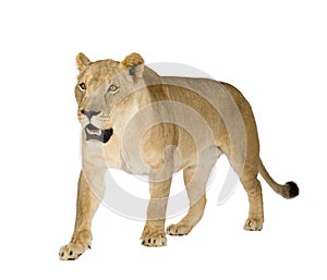 Lioness (8 years) - Panthera leo