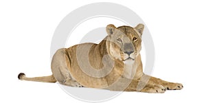Lioness (8 years) - Panthera leo photo