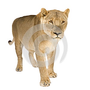 Lioness (8 years) - Panthera leo