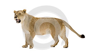 Lioness (8 years) - Panthera leo