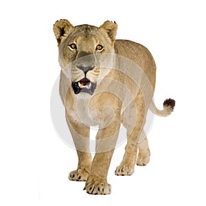 Lioness (8 years) - Panthera leo