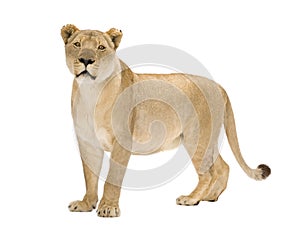 Lioness (8 years) - Panthera leo