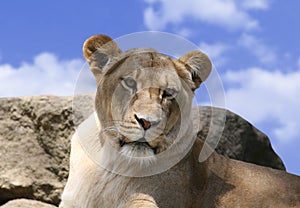 Lioness