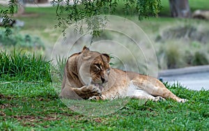 Lioness