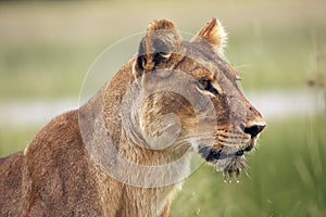 Lioness, African lion, Panthera leo with a wet chin after he drank from a nearby puddle. Portrait of an adult lioness watching