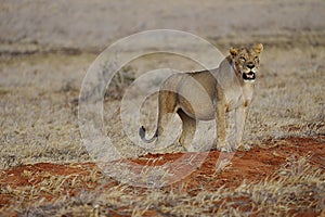 Lioness in african savanna of Tsavo East National Park in Kenya