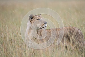 Lioness on african savannah