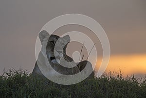 Lioness against setting Sun at Masai Mara National Park