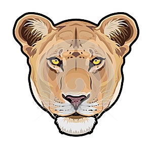Lioness animal cute face. Vector African wild lion cat head portrait. Realistic fur portrait of lioness