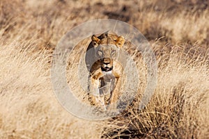 Lioness approach, walking straight towards the camera