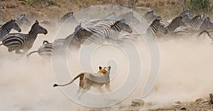 Lioness attack on a zebra. National Park. Kenya. Tanzania. Masai Mara. Serengeti.