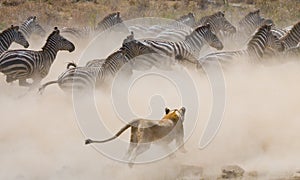 Lioness attack on a zebra. National Park. Kenya. Tanzania. Masai Mara. Serengeti.