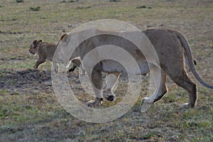 Lioness with a baby from close distance, safari