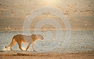 Lioness in beautiful light against herd of springboks in the background. Backlighted Lioness among flock of birds near to