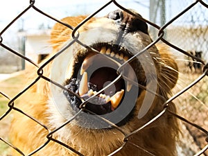 lioness behind the net is a slave. The lion behind the fence