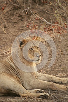 Lioness being alert