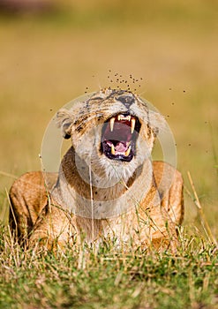 Lioness being harassed by a swarm of flies