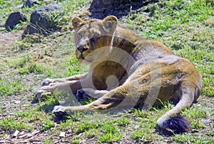 Lioness the big cat predator pride panther majestic