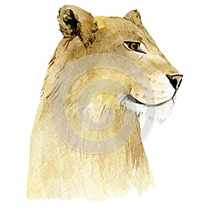 Lioness - big cats. Watercolor animal africa wildlife on isoleted white background. Exotic illustration for poster, print t-shirt