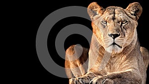 Lioness with black background