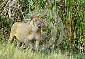 Lioness with blood in mouth after eating kill